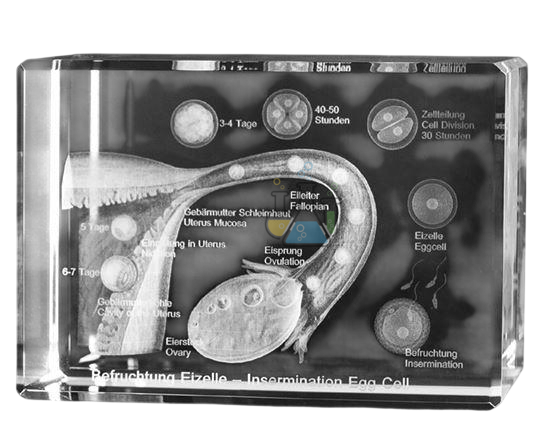 Fertilization of an egg cell